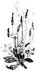 kvet01.png