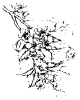 kvet02.png