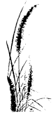 kvet05.png