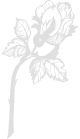 pruze04.png